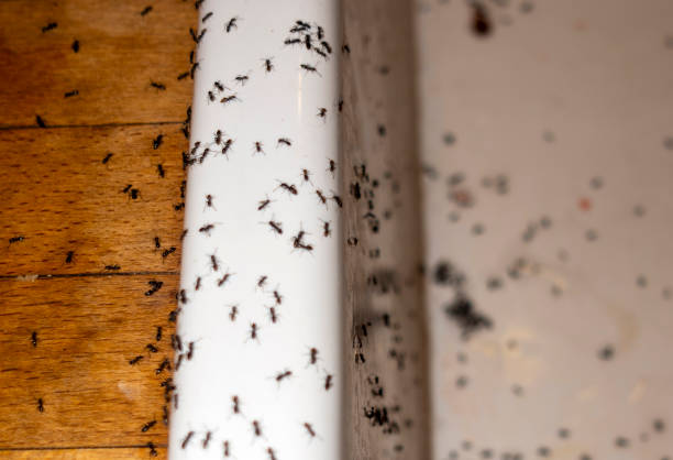 Columbia, SC Pest Control Company